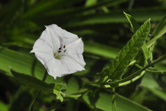 Convolvulus crenatifolius