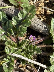 Erodium brachycarpum