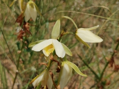 Eulophia ovalis
