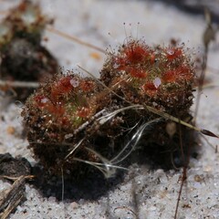 Drosera eneabba