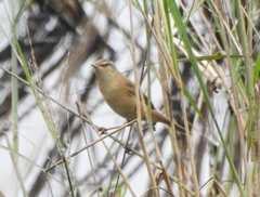 Acrocephalus agricola
