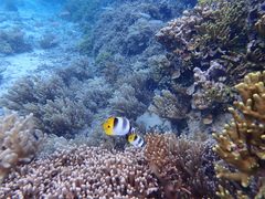 Chaetodon ulietensis