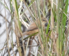 Acrocephalus agricola