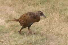 Gallirallus australis