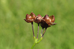 Convolvulus crenatifolius