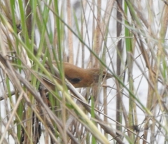 Acrocephalus agricola