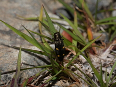Nascioides enysi