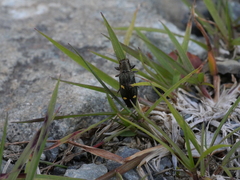 Nascioides enysi