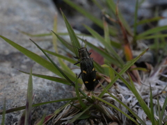 Nascioides enysi