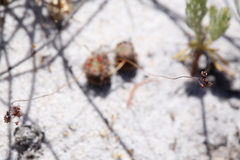 Drosera eneabba