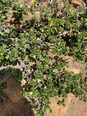 Alyxia buxifolia