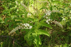 Veronica derwentiana