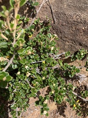 Alyxia buxifolia