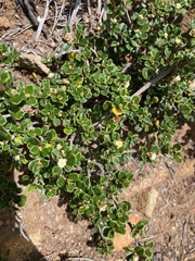 Alyxia buxifolia