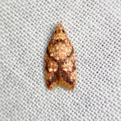 Lophopepla igniferella
