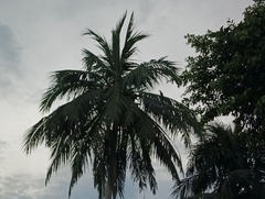 Anthracoceros malayanus