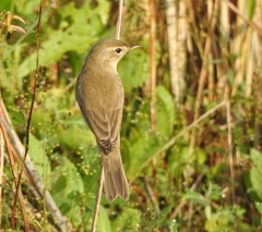 Iduna caligata