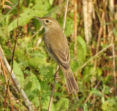 Iduna caligata