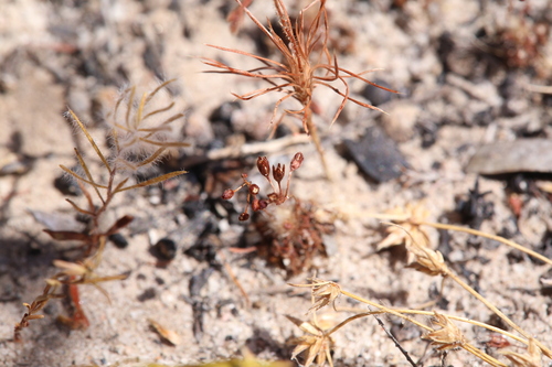 Drosera leucostigma