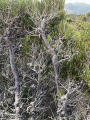 Hakea lissosperma