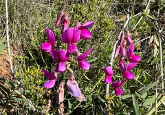 Lathyrus vestitus alefeldii
