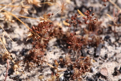 Drosera leucostigma