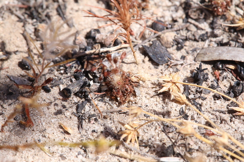 Drosera leucostigma