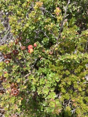 Leptospermum scoparium
