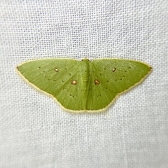 Comostola leucomerata