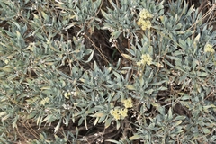 Parthenium argentatum