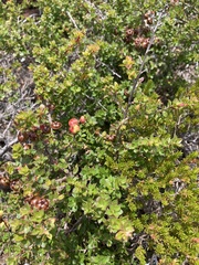 Leptospermum scoparium