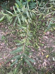 Acacia confusa