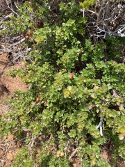 Leptospermum scoparium