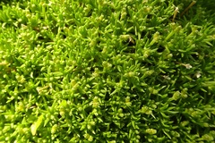 Scleranthus biflorus