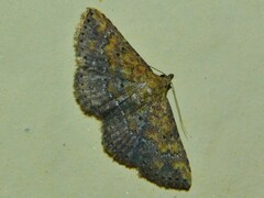 Cerynea thermesialis