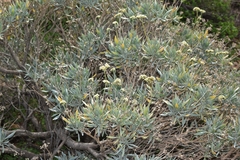 Parthenium argentatum