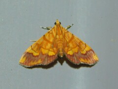 Cryptosara caritalis