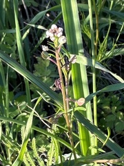 Lepidium nitidum