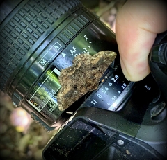 Paradromulia ambigua