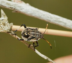 Oncocoris geniculatus