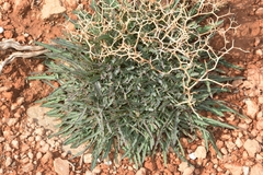 Launaea lanifera