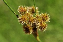 Juncus densiflorus