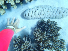 Holothuria fuscopunctata