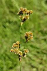 Juncus densiflorus