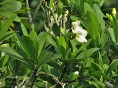 Voacanga thouarsii