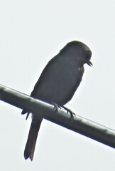 Melaenornis pammelaina