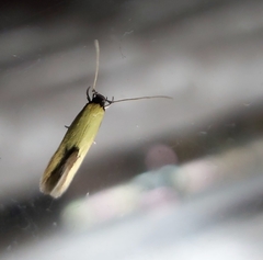 Opogona protodoxa