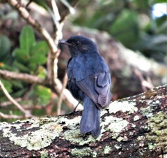 Melaenornis pammelaina
