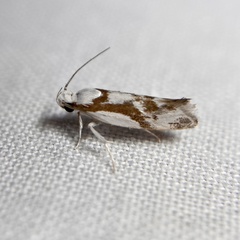 Lichenaula laniata