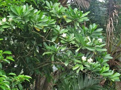 Voacanga thouarsii